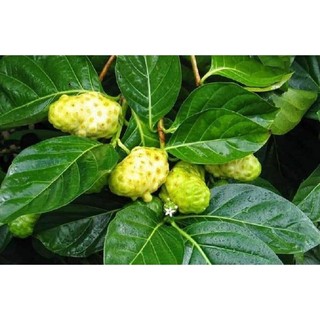 Cây giống nhàu (cây dược liệu quý)