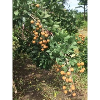 Cây giống nhãn bắp cải ( thanh nhãn,nhãn tiến vua)