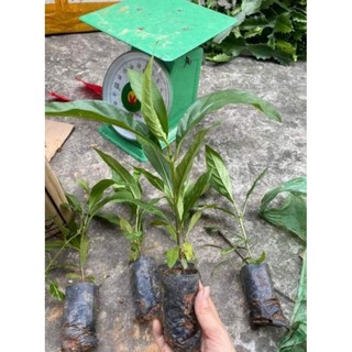 Cây giống nhàu (cây dược liệu quý)
