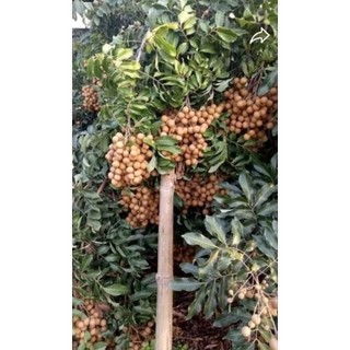 Cây giống nhãn bắp cải ( thanh nhãn,nhãn tiến vua)