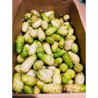 Cây giống nhàu (cây dược liệu quý)