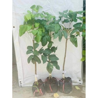 Cây giống nhãn bắp cải ( thanh nhãn,nhãn tiến vua)