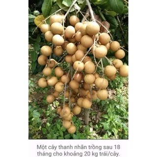 Cây giống nhãn bắp cải ( thanh nhãn,nhãn tiến vua)