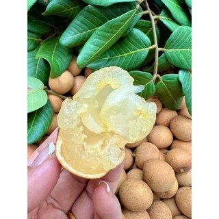 Cây giống nhãn bắp cải ( thanh nhãn,nhãn tiến vua)