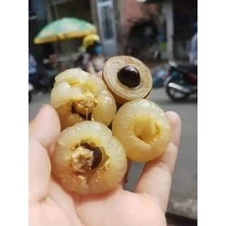 Cây giống nhãn bắp cải ( thanh nhãn,nhãn tiến vua)