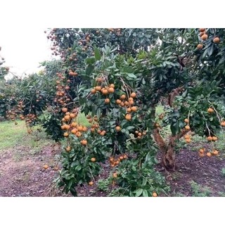 Cây giống nhãn bắp cải ( thanh nhãn,nhãn tiến vua)