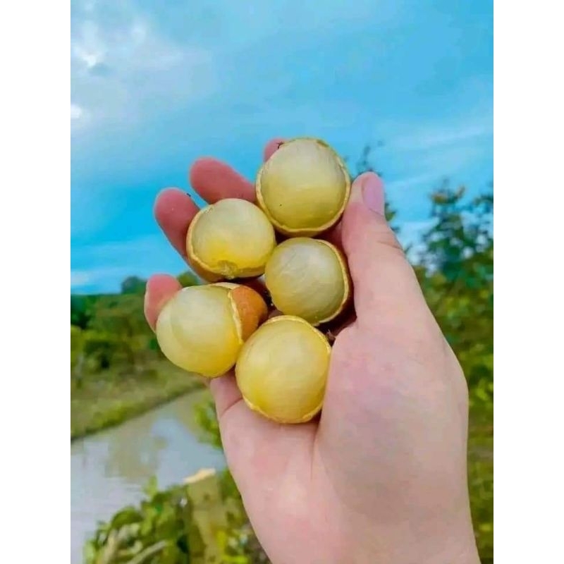 Cây giống nhãn bắp cải ( thanh nhãn,nhãn tiến vua)