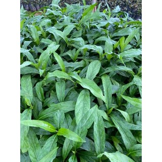 Cây giống nhàu (cây dược liệu quý)