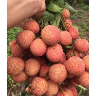 Cây giống vải thiều lục ngạn hạt lép