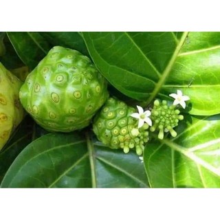 Cây giống nhàu (cây dược liệu quý)