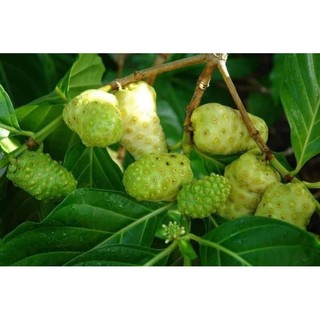 Cây giống nhàu (cây dược liệu quý)