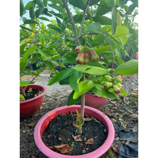 CHAT SHOP tư vấn vận chuyển Cây MẬN AN PHƯỚC XỊN 1-1.3M tặngdịchtrùn. SHIP 30PHÚT 