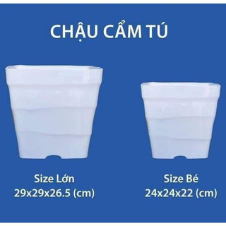 Combo Chậu Nhựa vuông Trồng Cây, Chậu Cẩm Tú, Chậu Trang Trí, Chậu Bonsai, Chậu Derco (Vuông 25/Cao 22/Đáy 17cm)