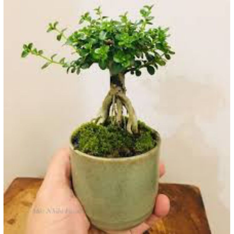 Cây sam hương giống ( indo, đài Loan, cẩm thạch)làm bonsai, tiểu cảnh