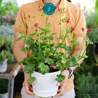 Cây phong lữ thảo, phong lữ kép màu đỏ, trắng, hồng jun garden