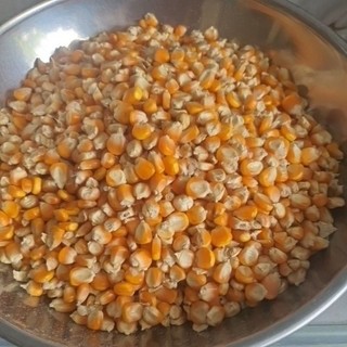 1kg bắp nguyên hạt cho gà, vịt, chim cu gáy, chuột hamster...