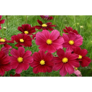    300 Hat    Hạt Giống Hoa Sao Nhái Đỏ  F1- Dễ Trồng-Hoa Siêu Bền 