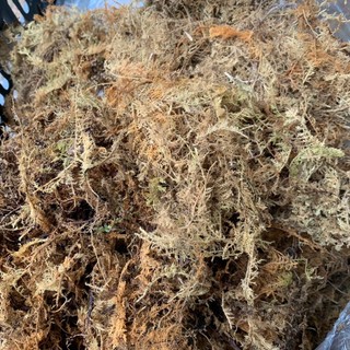Rêu thật - 100gram Rêu rừng Dớn trắng trồng lan, lót nền cho bò sát ốc mượn hồn