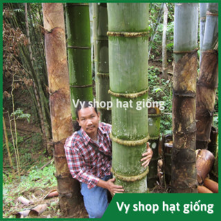 Hạt giống tre Mosso khổng lồ cho măng ngọt Thái Lan gói 50 hạt chuẩn giống