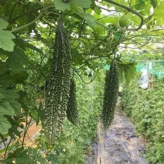 Gói 5 hạt giống mướp đắng nhật bản