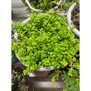 Sen đá sedum vảy cá, hồ lô, sống đời