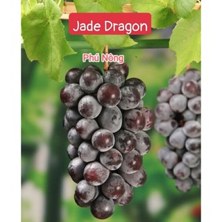 Cây nho giống Jade Dragon Nhật Bản dễ trồng, quả to, ngon ngọt không hạt
