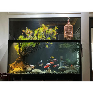 Cây mị nương, rù rì thủy sinh bán cạn biotop hồ trên 1m