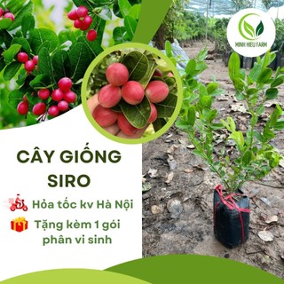 Cây siro cao 25cm-30cm (ảnh thật số 2