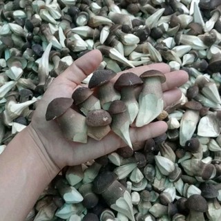 Nấm mối đen sấy thăng hoa 100g