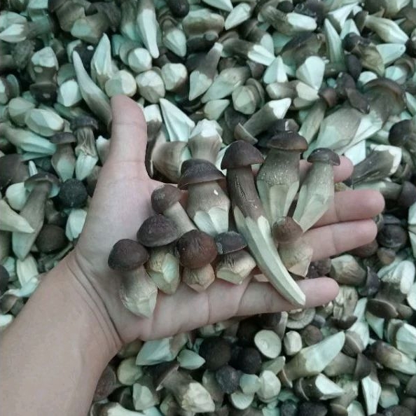 100g Nấm Mối Đen Sấy Thăng Hoa Loại Thượng Hạng (3.500k/kg)