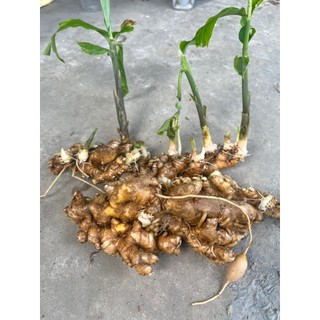 1kg củ gừng gió tươi lâu năm - mọc tự nhiên 100% - đảm bảo vị thuốc.