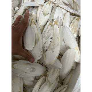 Nan mực dưới 10cm 200g