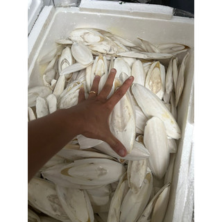 Nan mực dưới 10cm 200g