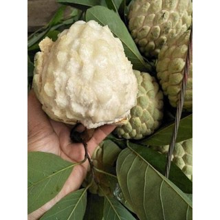 Cây giống na dai ta