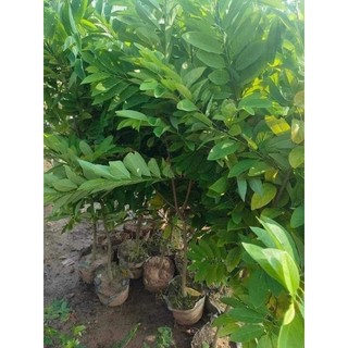 Cây giống na dai ta
