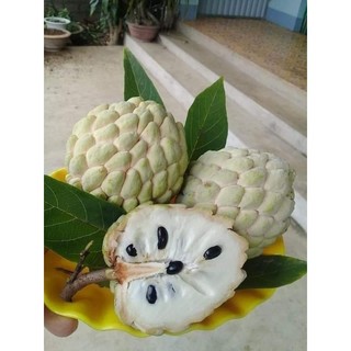 Cây giống na dai ta