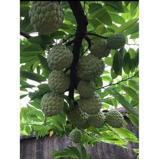 Cây giống na dai ta