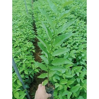Cây giống na dai ta