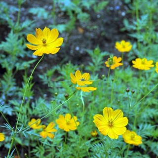 Hạt Giống Hoa Cánh Bướm – Hoa Sao Nhái Màu Vàng - Gói 200 Hạt