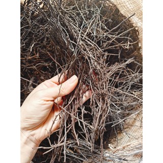 (Mới về- Dớn cọng khô, sóng, dài ) Dớn cọng trồng lan 100gr ( thoáng, giư ẩm tốt, ít mục)