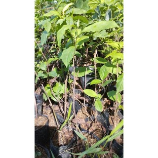 Cây giống cây đơn nem