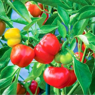Gói 6G hạt giống ớt chuông, ớt đà lạt ngon từ đà lạt.