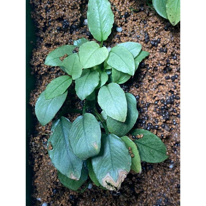 Ráy Ngọc bích | Nana Jade