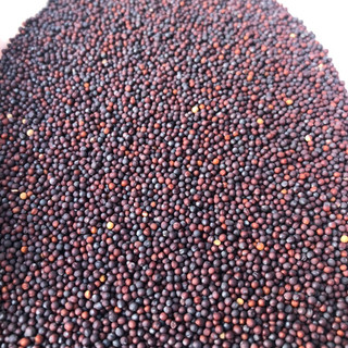 Hạt cải (mần ri) tăng lửa chim cu gáy