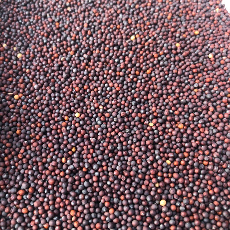 Hạt cải (mần ri) tăng lửa chim cu gáy