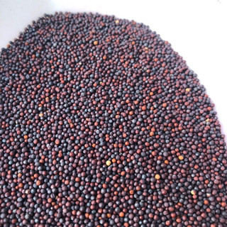 Hạt cải (mần ri) tăng lửa chim cu gáy