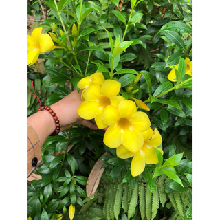 Giống hoa huỳnh anh vàng