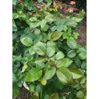 Combo Trĩ Nhện