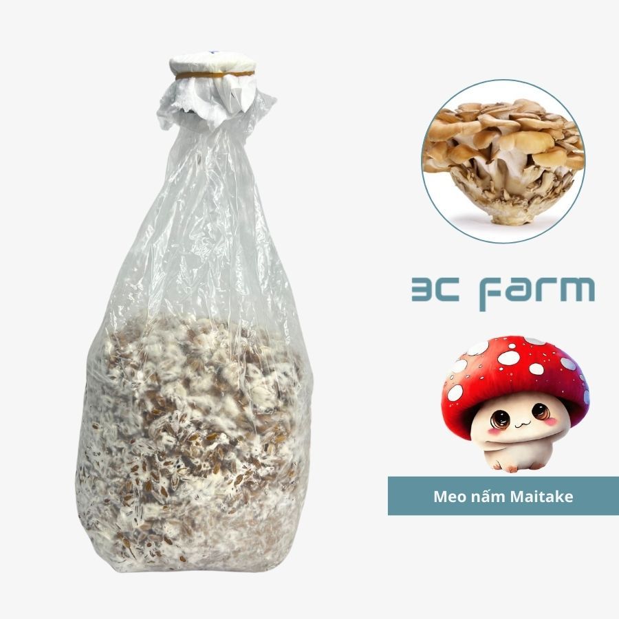 Meo giống nấm maitake, nấm khiêu vũ (500gr) hàng có sẵn chất lượng - 3C FARM