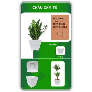Combo Bộ Chậu Nhựa Vuông Để Bàn Trồng Hoa Trang Trí, Chậu Dạng Sóng Kèm Đĩa Lót